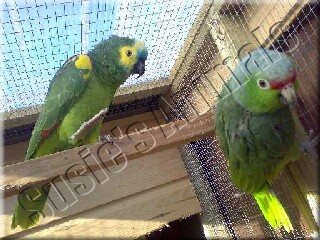 Peppermint Patty and Snoopy